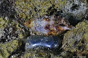 Cerithium sp Cerithe-Valonia ventricosa  perle de mer Safaga Middle reef-4m-20171124-Denis-ADER-DSC_3916_tn